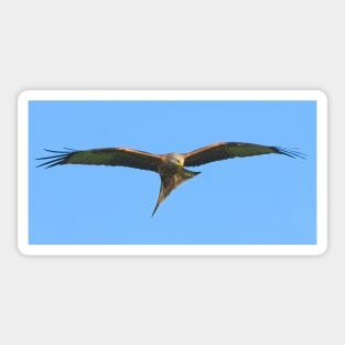 Northamptonshire Red Kite Bird of Prey Sticker